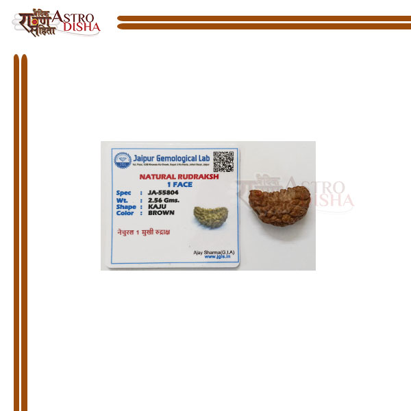 1 Mukhi Indian Original Himalayan Rudraksha - Cashew (Kaju) Shape 25 mm