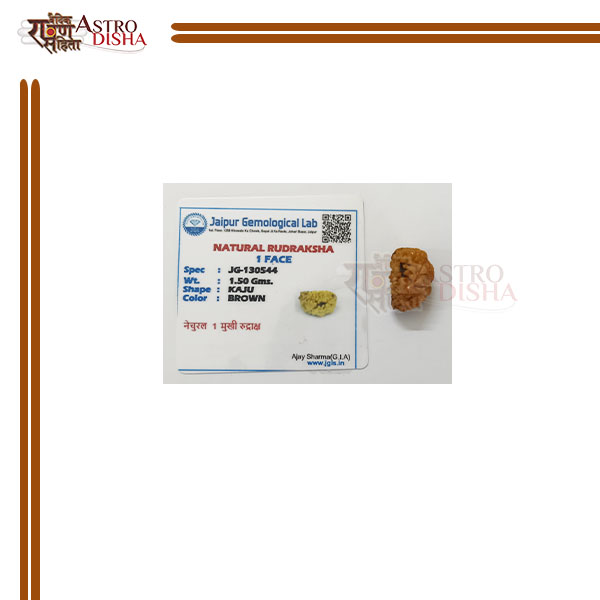 1 Mukhi Indian Original Himalayan Rudraksha - Cashew (Kaju) Shape 20 mm